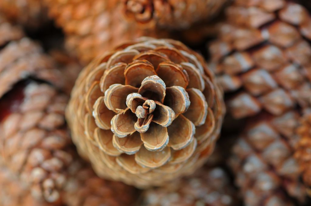 A pine cone showing off its Fibonacci sequence, related to the golden ratio